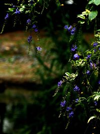 Close-up of purple flowers