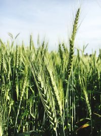 Close-up of wheat growing on field against sky