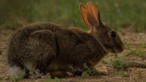 Close-up of a rabbit in a field