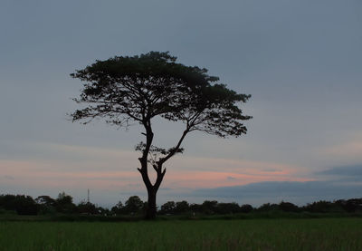 Silhouette tree in field against sky at sunset