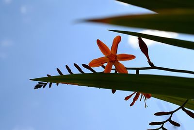 Low angle view of tree against sky