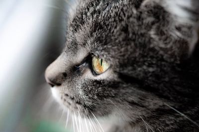 Close-up of a cat looking away