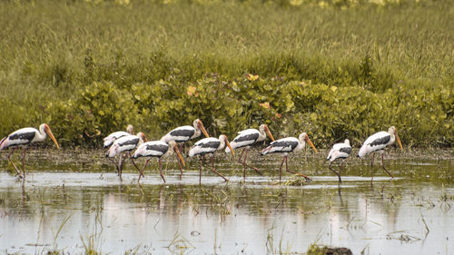 Flock of birds on grass by lake