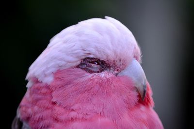 Close-up of parrot