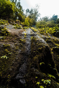 Moss growing on rocks in forest