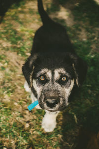 Close-up portrait of dog on field