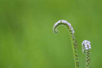 Close-up of fern