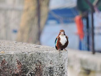 Close-up of bird