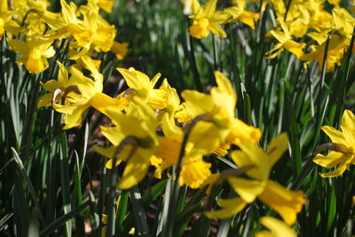 Close-up of yellow flowers