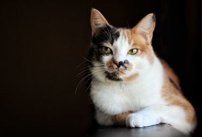 Close-up portrait of cat