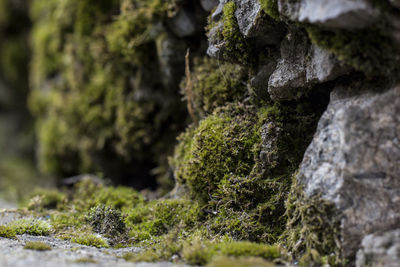 Close-up of moss growing on rock