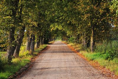 Narrow pathway along trees