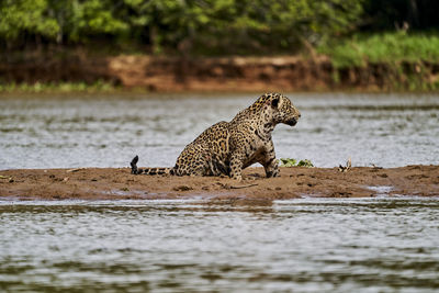 Jaguar, panthera onca, stalking along a sand bank on cuiaba river in the pantanal, brazil