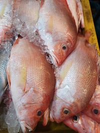 High angle view of fish for sale in market