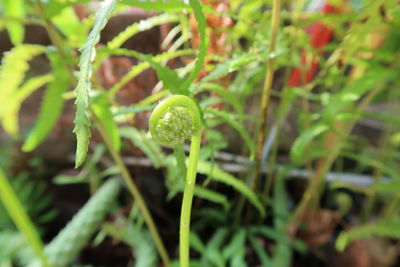 Close-up of fresh green plant