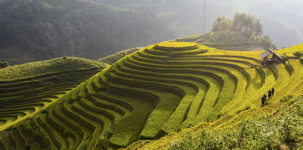 Scenic view of rice field