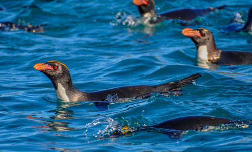 Close-up of duck swimming in lake