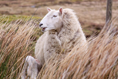 View of sheep on field in ireland