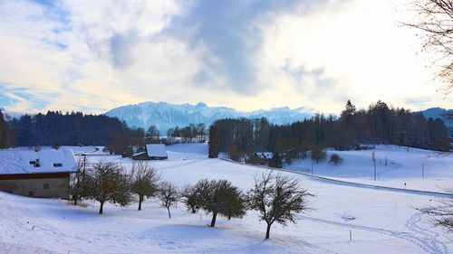 Trees on snow covered field against sky