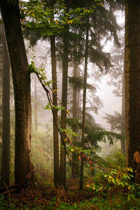 View of trees by the lake in foggy weather