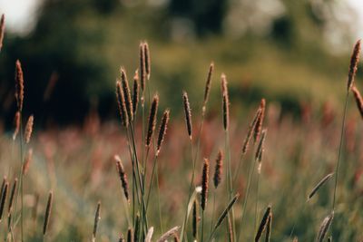 Close-up of stalks in field