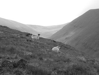 Scenic view of sheep on mountains against clear sky