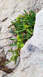 High angle view of plant growing on rock