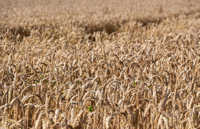 Close-up of wheat field