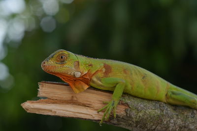 Close-up of lizard on tree