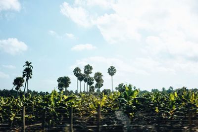 Palm trees against cloudy sky