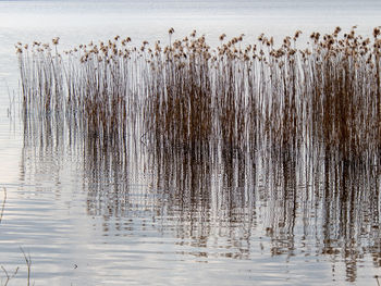Scenic view of a lake