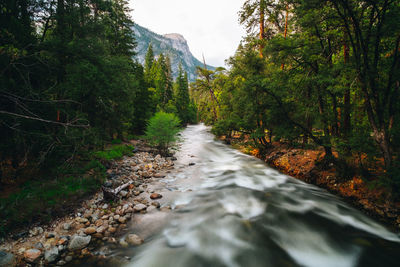 Stream flowing amidst trees in forest