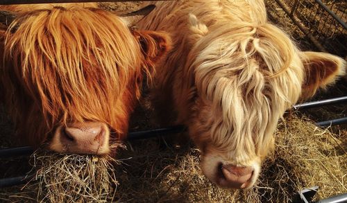 Close-up of horse