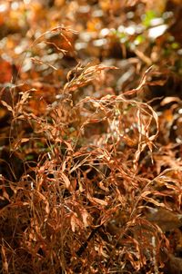 Close-up of plants in autumn