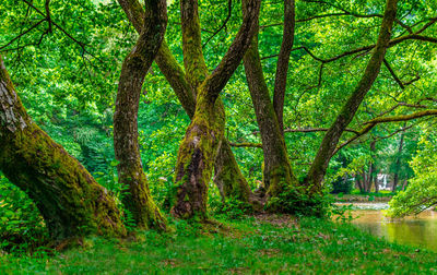 Scenic view of forest