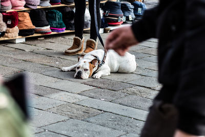 Low section of man with dog