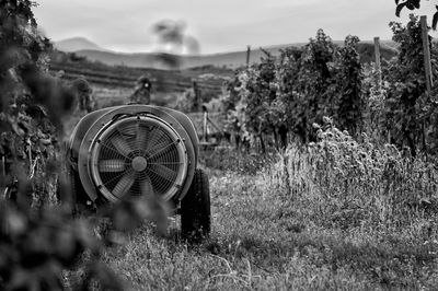 Horse cart on grass in park