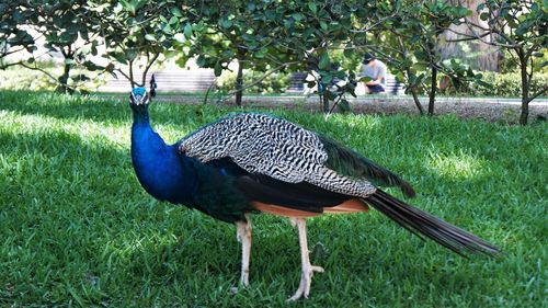 Peacock in a field