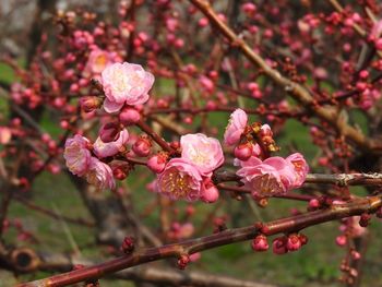 Close-up of cherry blossom