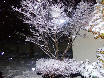 Close-up of illuminated tree against sky