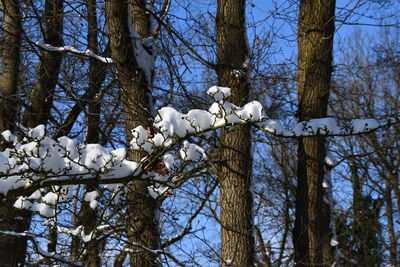 Low angle view of bare trees during winter