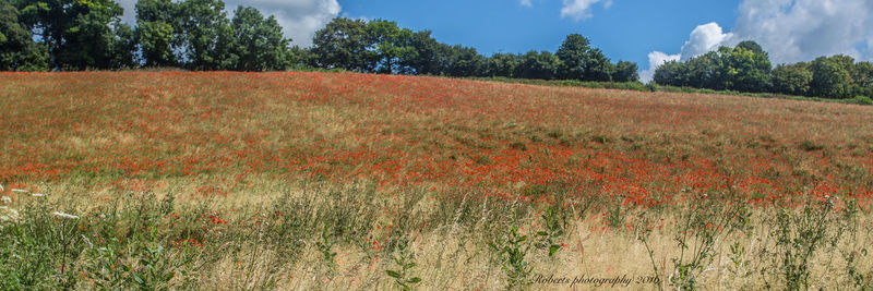 Scenic view of field against cloudy sky