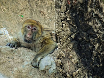 Portrait of monkey sitting on rock