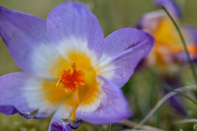 Close-up of purple crocus flower