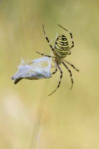 Close-up of spiders against blurred background