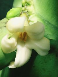 Close-up of flower