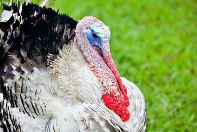 Close up on turkey
