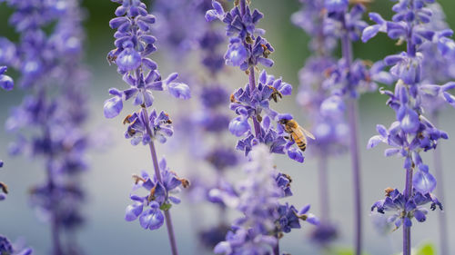 Close-up of bee on purple flowers