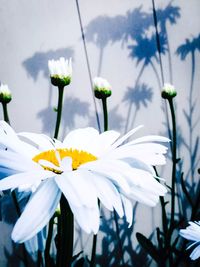 Close-up of white flowers