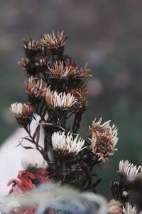 Close-up of wilted flowers